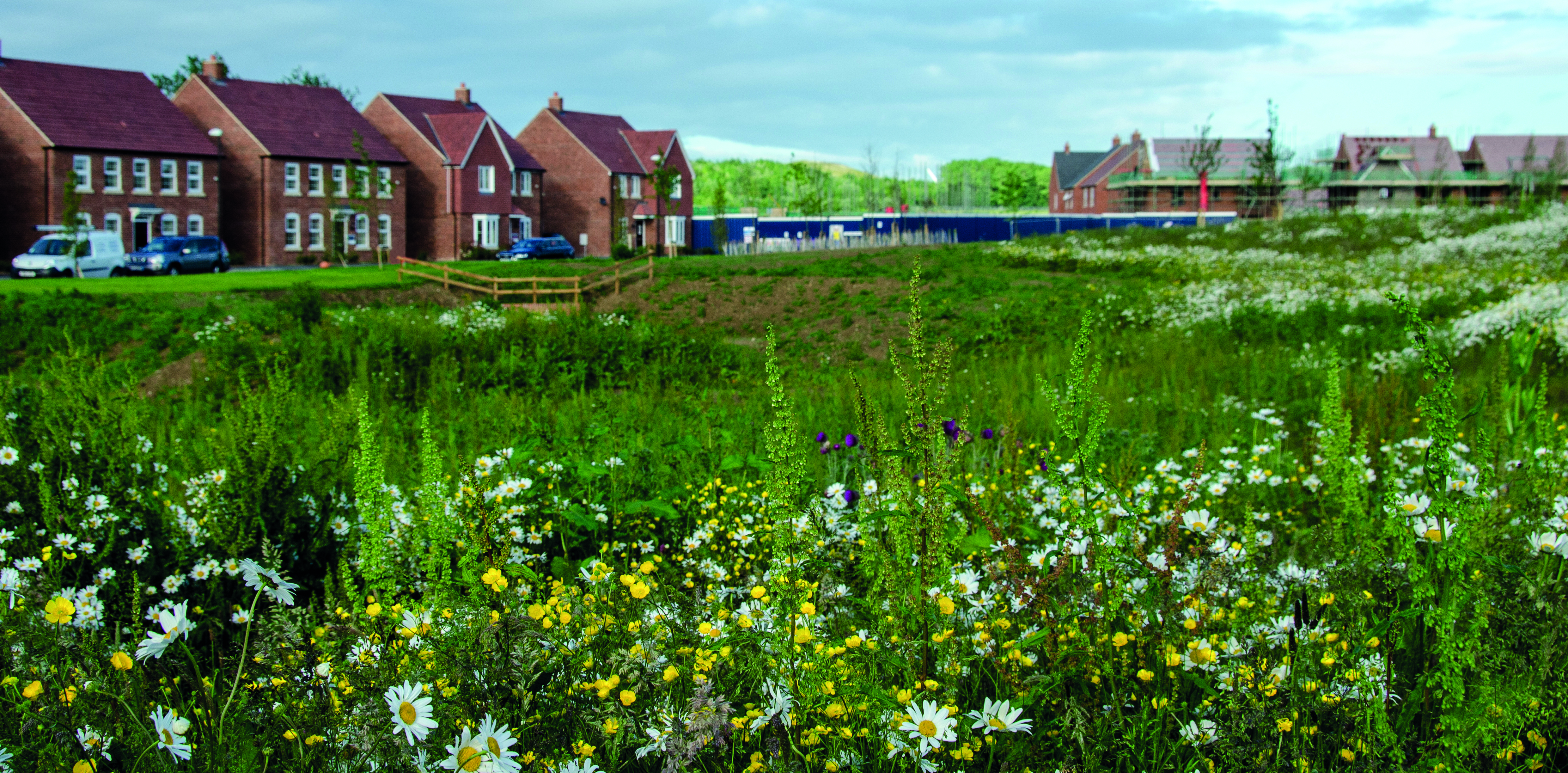 surevying ground